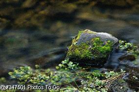 Moss-covered rock